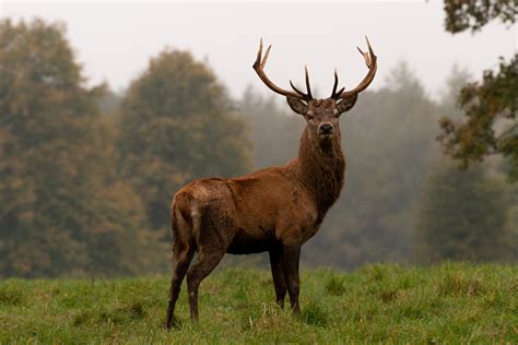 Exterminateur Red Deer